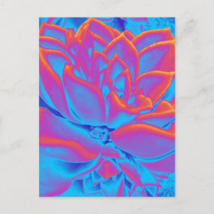 Rainbow colour Succulent plant Holiday Postcard