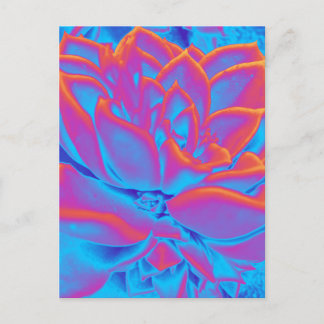 Rainbow colour Succulent plant Holiday Postcard