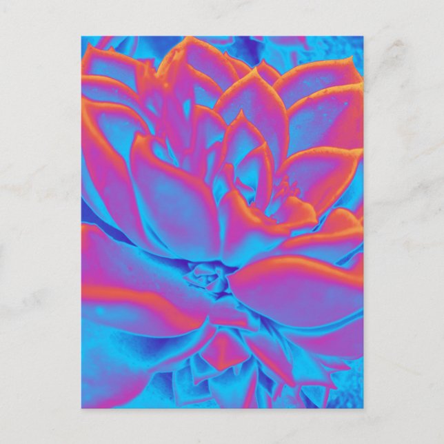Rainbow colour Succulent plant Holiday Postcard (Front)