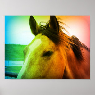 Rainbow Coloured Buckskin Poster