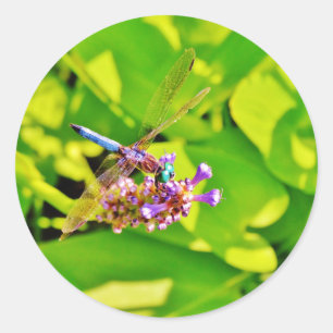 Rainbow coloured Dragonfly  on a purple pink flowe Classic Round Sticker