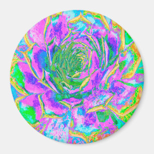 Rainbow Colours Fiesta Succulent Sedum Rosette Magnet