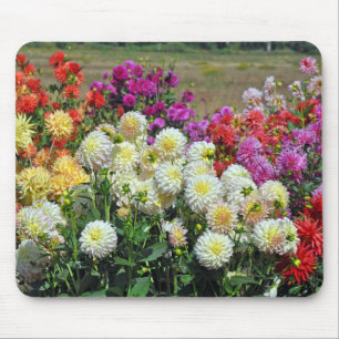 Rainbow dahlias mouse pad