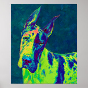 rainbow dane poster