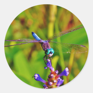 Rainbow Dragonfly and flower Classic Round Sticker