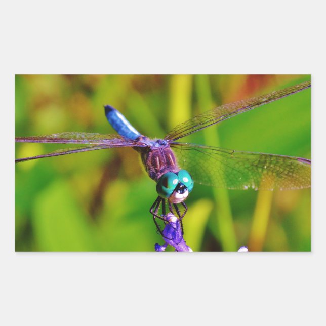 Rainbow Dragonfly and flower Rectangular Sticker (Front)