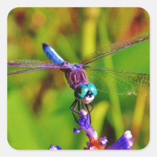 Rainbow Dragonfly and flower Square Sticker