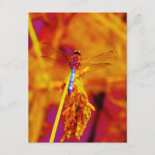 Rainbow Dragonfly on amber and fuschia Postcard
