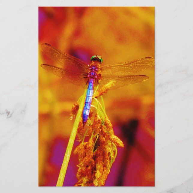 Rainbow Dragonfly on amber and fuschia Stationery (Front)