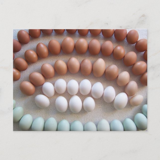 Rainbow Eggs for Rare Breed Hens Postcard (Front)