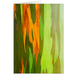 Rainbow Eucalyptus bark, Hawaii