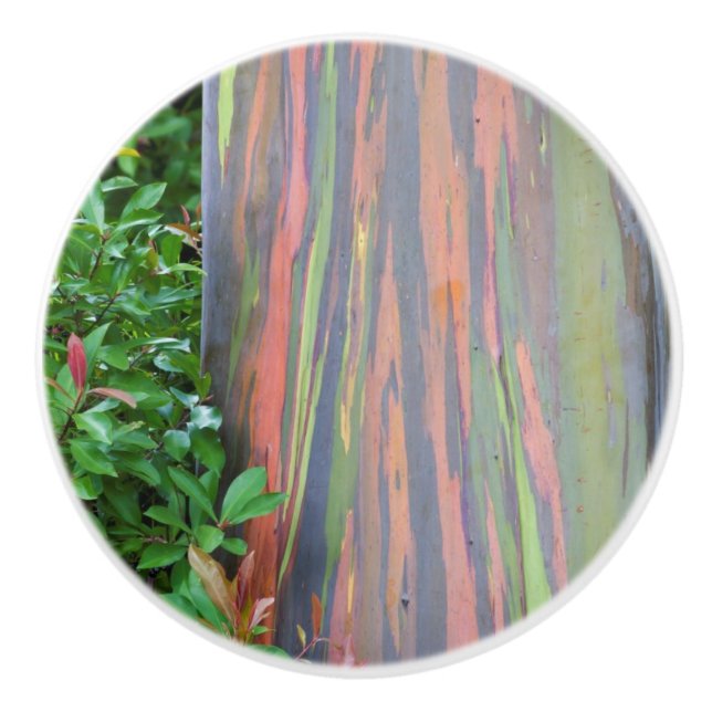 Rainbow Eucalyptus Tree Ceramic Knob (Front)
