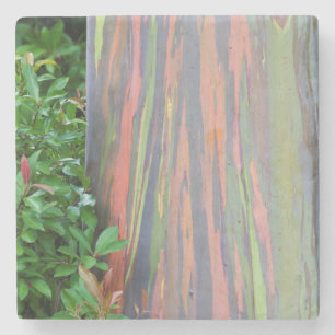 Rainbow Eucalyptus Tree Stone Coaster