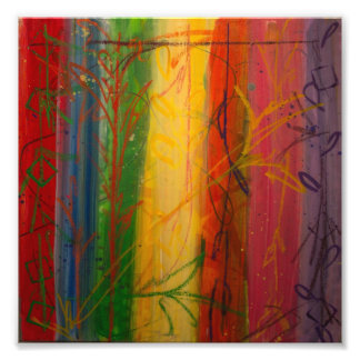 Rainbow Forrest by Bryce & Mary Photo Print