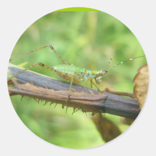 Rainbow Grasshopper Stickers