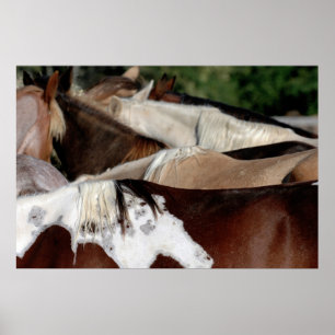 Rainbow Horses Poster