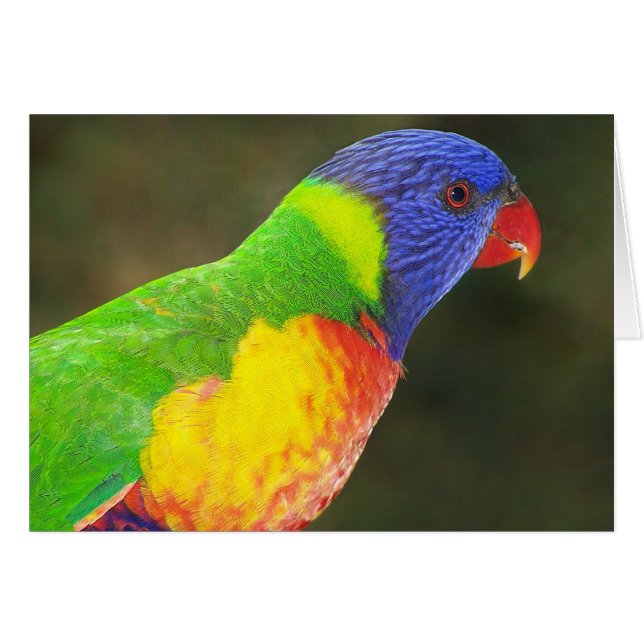 Rainbow Lorikeet (Front Horizontal)