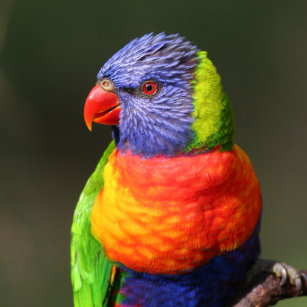 Rainbow Lorikeet Gifts on Zazzle NZ