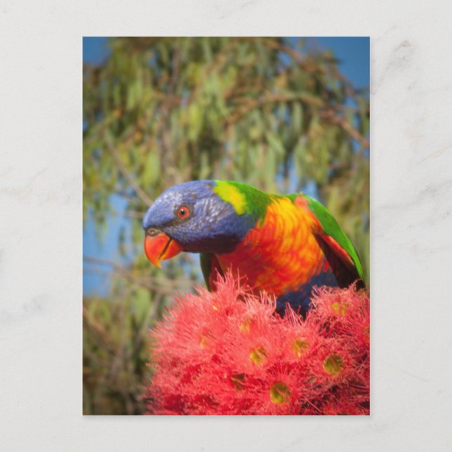 Rainbow Lorikeet, Australia Postcard (Front)