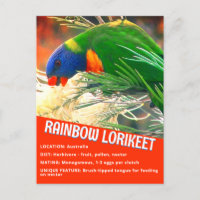 Rainbow Lorikeet Bird Educational Facts Photo
