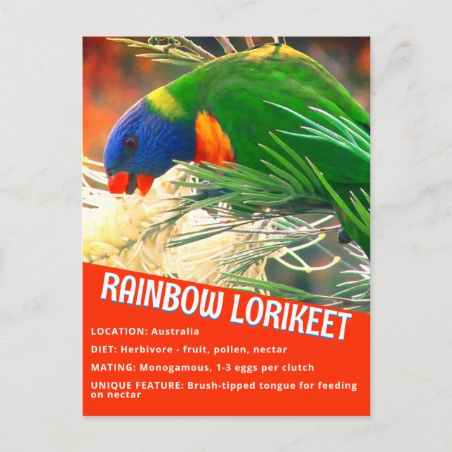 Rainbow Lorikeet Bird Educational Facts Photo Postcard (Front)