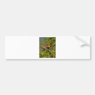 Rainbow lorikeet bumper sticker