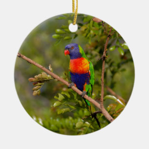 Rainbow lorikeet ceramic tree decoration
