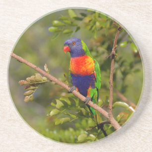 Rainbow lorikeet coaster