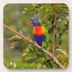 Rainbow lorikeet coaster