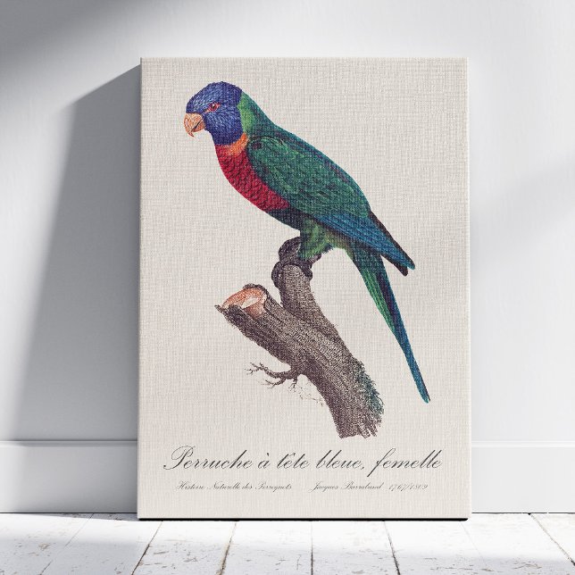 Rainbow lorikeet female, Trichoglossus moluccanus Canvas Print (Perruche a tete bleue, femelle / Rainbow lorikeet, female. Canvas Print)