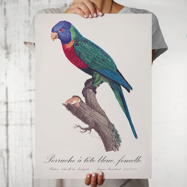 Rainbow lorikeet female, Trichoglossus moluccanus Poster (Perruche a tete bleue, femelle / Rainbow lorikeet, female. Poster)
