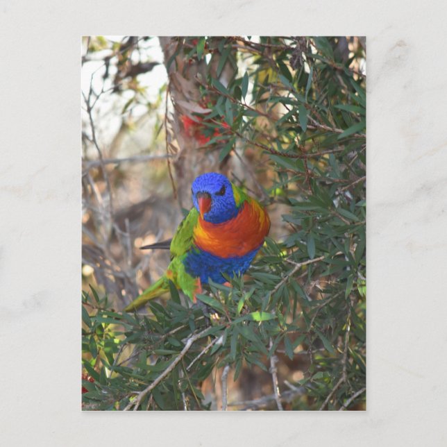 RAINBOW LORIKEET IN TREE RURAL AUSTRALIA POSTCARD (Front)