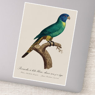 Rainbow lorikeet juvenile Trichoglossus moluccanus