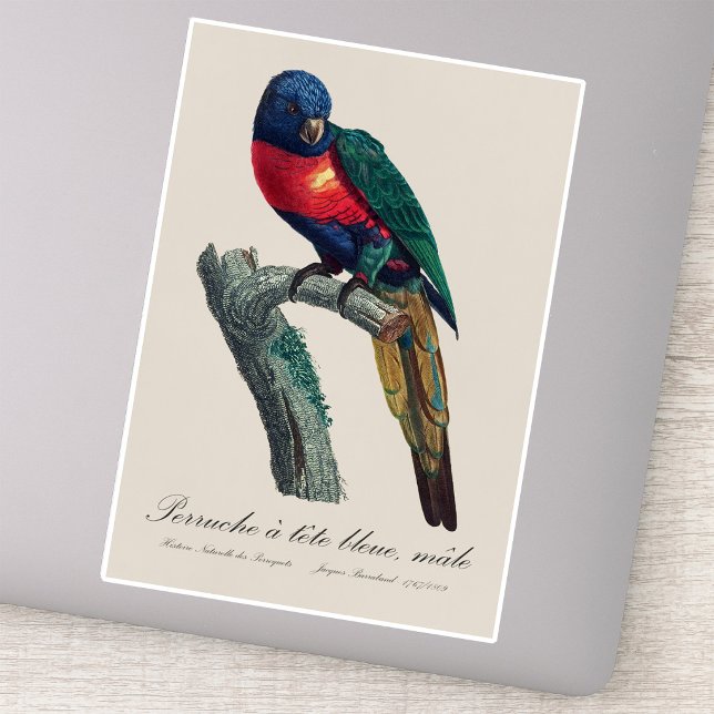 Rainbow Lorikeet Male, Trichoglossus Moluccanus (Rainbow Lorikeet Male, Trichoglossus Moluccanus. Sticker)