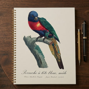 Rainbow Lorikeet Male, Trichoglossus Moluccanus Planner