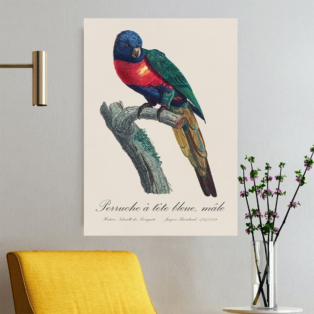 Rainbow Lorikeet Male, Trichoglossus Moluccanus Poster (Rainbow Lorikeet Male, Trichoglossus Moluccanus. Poster)