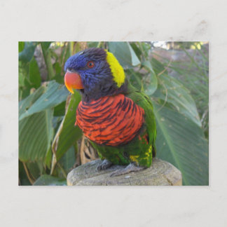 Rainbow Lorikeet on Post Postcard