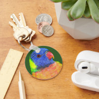Rainbow Lorikeet Parrot Photo