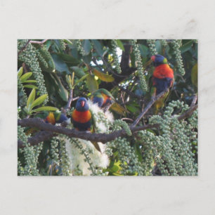 rainbow lorikeet parrots feeding postcard