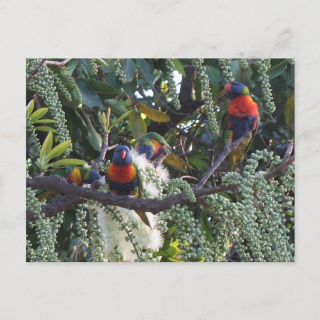 rainbow lorikeet parrots feeding postcard (Front)