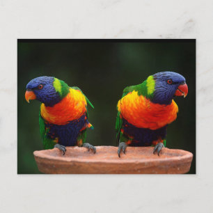 Rainbow Lorikeet Parrots Postcard