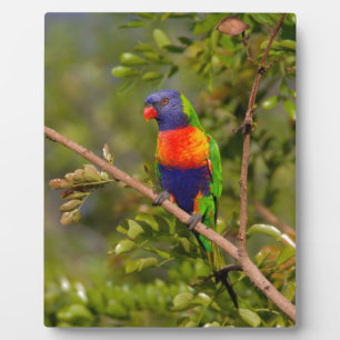 Rainbow lorikeet plaque