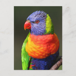 Rainbow Lorikeet Postcard