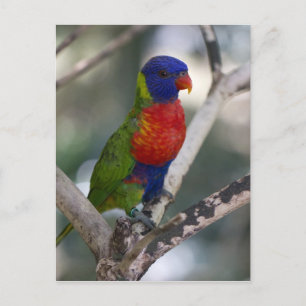 Rainbow Lorikeet Postcard