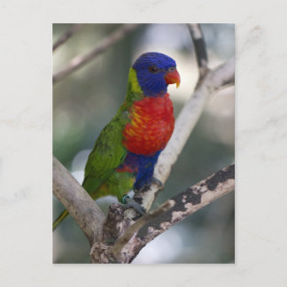 Rainbow Lorikeet Postcard