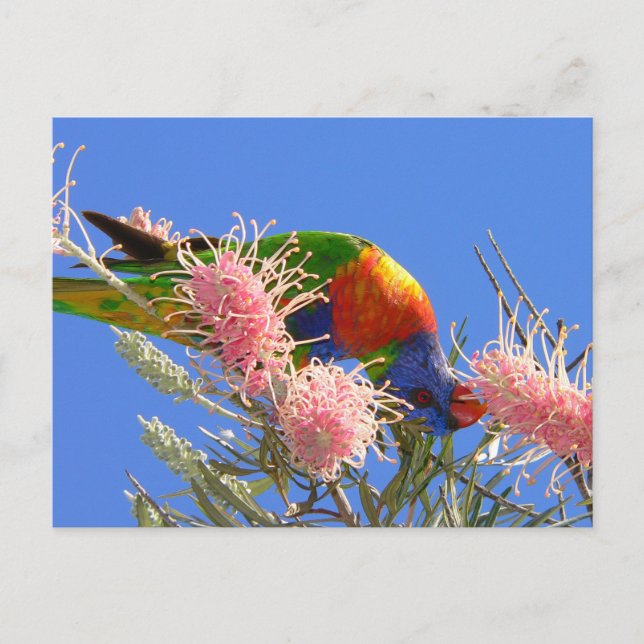 Rainbow Lorikeet Postcard (Front)