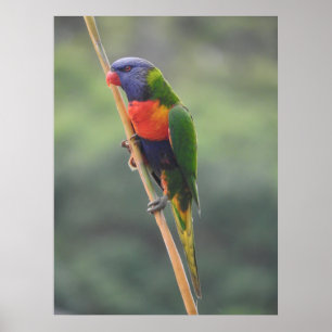 Rainbow Lorikeet  Poster