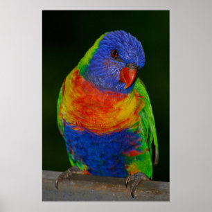 Rainbow lorikeet poster
