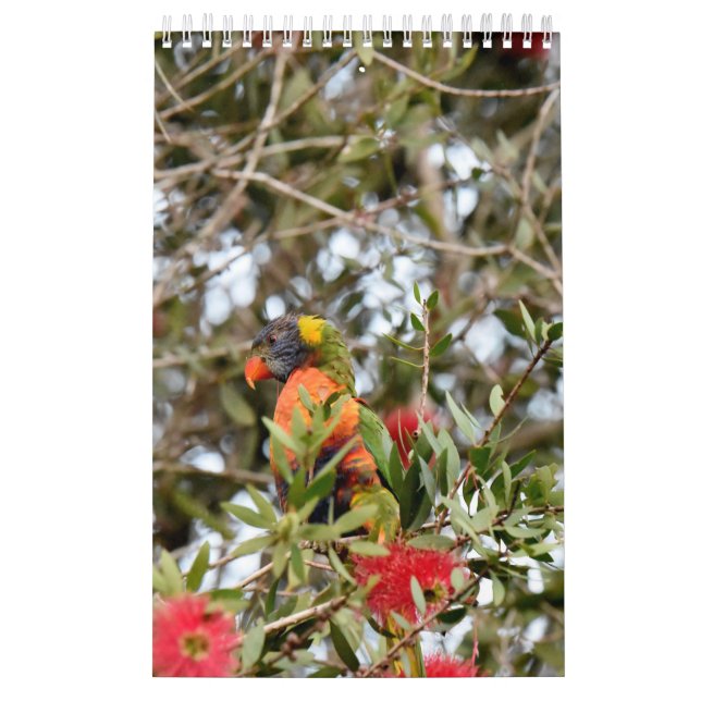 RAINBOW LORIKEET RURAL QUEENSLAND AUSTRALIA CALENDAR (Cover)