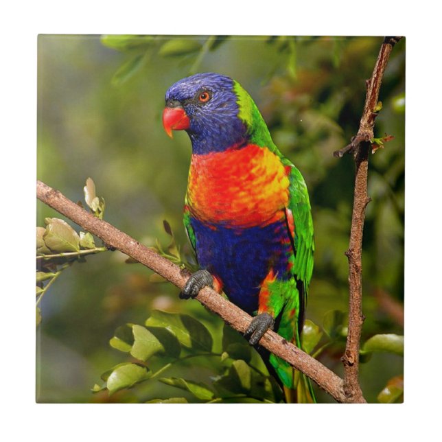 Rainbow Lorikeet Tile (Front)